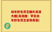 幼年野生灵芝图片高清大图(高清图：罕见幼年野生灵芝呈现真容)