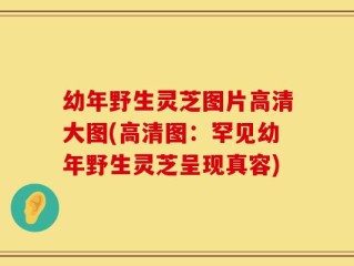 幼年野生灵芝图片高清大图(高清图：罕见幼年野生灵芝呈现真容)