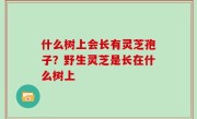 什么树上会长有灵芝孢子？野生灵芝是长在什么树上