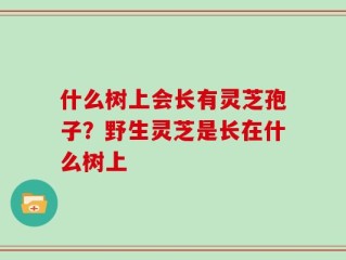 什么树上会长有灵芝孢子？野生灵芝是长在什么树上