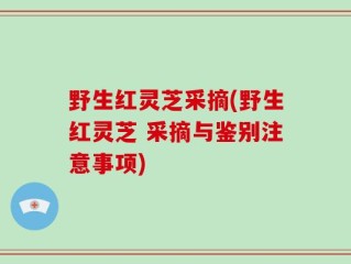 野生红灵芝采摘(野生红灵芝 采摘与鉴别注意事项)