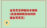 金耳灵芝种植技术视频(高清视频教你如何种植金耳灵芝)