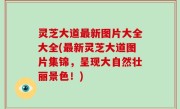 灵芝大道最新图片大全大全(最新灵芝大道图片集锦，呈现大自然壮丽景色！)