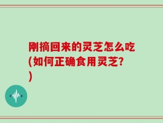 刚摘回来的灵芝怎么吃(如何正确食用灵芝？)