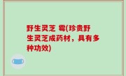 野生灵芝 霉(珍贵野生灵芝成药材，具有多种功效)