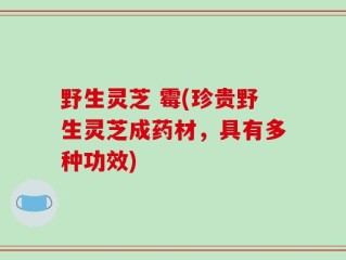 野生灵芝 霉(珍贵野生灵芝成药材，具有多种功效)