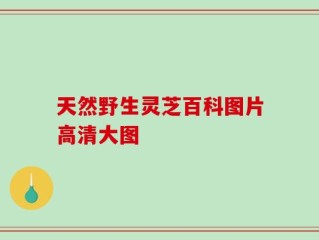 天然野生灵芝百科图片高清大图