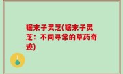 锯末子灵芝(锯末子灵芝：不同寻常的草药奇迹)