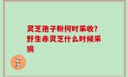 灵芝孢子粉何时采收？野生赤灵芝什么时候采摘