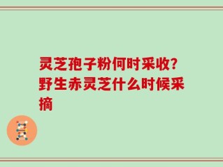 灵芝孢子粉何时采收？野生赤灵芝什么时候采摘