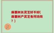 麻栗树长灵芝好不好(麻栗树产灵芝有何功效？)