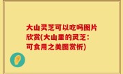 大山灵芝可以吃吗图片欣赏(大山里的灵芝：可食用之美图赏析)