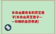 长白山最有名的灵芝孢子(长白山灵芝孢子——珍稀的自然奇迹)