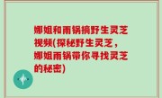 娜姐和雨锅摘野生灵芝视频(探秘野生灵芝，娜姐雨锅带你寻找灵芝的秘密)