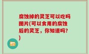 腐蚀掉的灵芝可以吃吗图片(可以食用的腐蚀后的灵芝，你知道吗？)