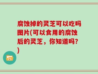 腐蚀掉的灵芝可以吃吗图片(可以食用的腐蚀后的灵芝，你知道吗？)