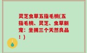 灵芝虫草五指毛桃(五指毛桃、灵芝、虫草新宠：坐拥三个天然良品！)