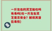 一斤左右的灵芝能吃吗有毒吗(吃一斤左右灵芝是否安全？解读其潜在毒性)