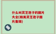 什么叫灵芝孢子的图片大全(精美灵芝孢子图片集锦)