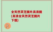 全天然灵芝图片高清图(高清全天然灵芝图片下载)