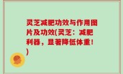 灵芝减肥功效与作用图片及功效(灵芝：减肥利器，显著降低体重！)