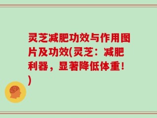 灵芝减肥功效与作用图片及功效(灵芝：减肥利器，显著降低体重！)
