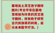 墓地出土灵芝孢子图样图片(考古学家在墓地发现极为珍贵的灵芝孢子图样，将有助于研究古代民族草药利用，启示未来医学疗法。)