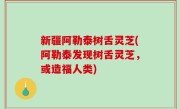 新疆阿勒泰树舌灵芝(阿勒泰发现树舌灵芝，或造福人类)