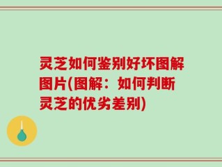灵芝如何鉴别好坏图解图片(图解：如何判断灵芝的优劣差别)
