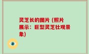 灵芝长的图片 (照片展示：巨型灵芝壮观景象)