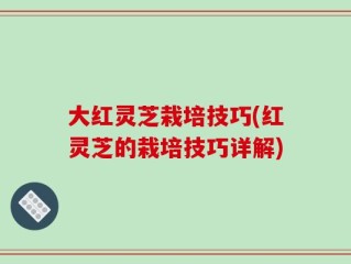 大红灵芝栽培技巧(红灵芝的栽培技巧详解)