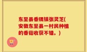 东至县香隅镇张灵芝(安徽东至县一村民种植的香菇收获不错。)