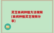灵芝田间种植方法视频(田间种植灵芝视频分享)