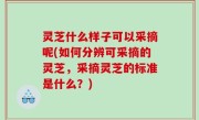 灵芝什么样子可以采摘呢(如何分辨可采摘的灵芝，采摘灵芝的标准是什么？)