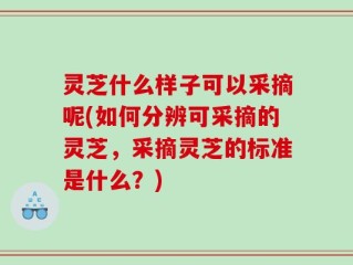 灵芝什么样子可以采摘呢(如何分辨可采摘的灵芝，采摘灵芝的标准是什么？)
