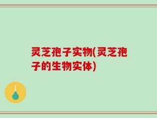 灵芝孢子实物(灵芝孢子的生物实体)
