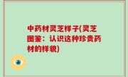 中药材灵芝样子(灵芝图鉴：认识这种珍贵药材的样貌)