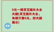 8元一棵灵芝图片大全大图(灵芝图片大全，每棵只要8元，附大图展示)