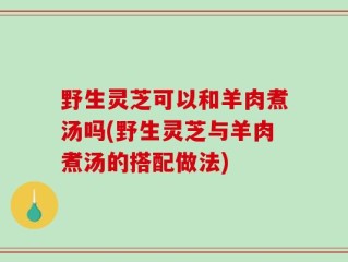 野生灵芝可以和羊肉煮汤吗(野生灵芝与羊肉煮汤的搭配做法)