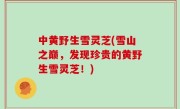 中黄野生雪灵芝(雪山之巅，发现珍贵的黄野生雪灵芝！)