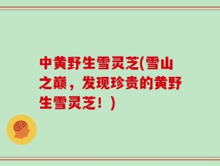 中黄野生雪灵芝(雪山之巅，发现珍贵的黄野生雪灵芝！)