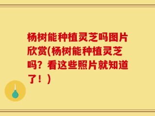 杨树能种植灵芝吗图片欣赏(杨树能种植灵芝吗？看这些照片就知道了！)
