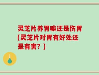 灵芝片养胃嘛还是伤胃(灵芝片对胃有好处还是有害？)