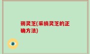 薅灵芝(采摘灵芝的正确方法)