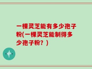 一棵灵芝能有多少孢子粉(一棵灵芝能制得多少孢子粉？)