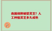 南国绿牌破壁灵芝？人工种植灵芝多久成熟