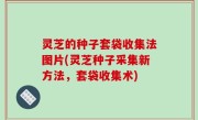 灵芝的种子套袋收集法图片(灵芝种子采集新方法，套袋收集术)