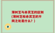 薄树芝与赤灵芝的区别(薄树芝和赤灵芝的不同之处是什么？)