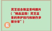 灵芝适合做盆景吗图片(“精品盆栽！灵芝盆景的养护技巧和制作步骤分享”)