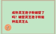 成熟灵芝孢子粉破壁了吗？破壁灵芝孢子粉能种出灵芝么